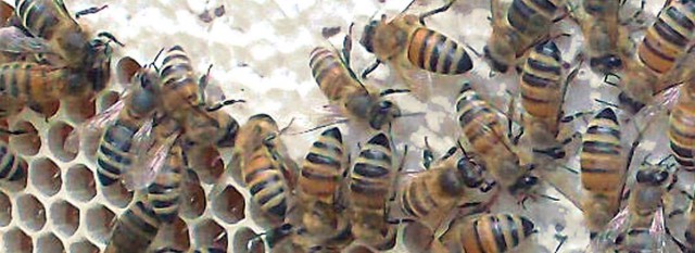 Bienen
