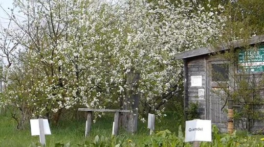 Streuobstwiese