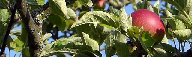 BRUCKER LAND Apfelsammlung