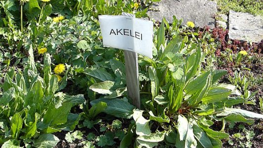 Kräuter auf der Streuobstwiese